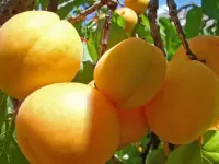 Пазл Абрикосы