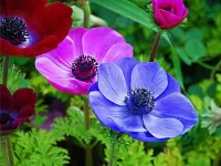 Пазл Анемоны