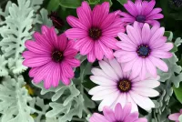 Пазл Африканские ромашки