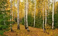 Пазл Ах, какая Осень