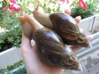 Пазл Ахатины