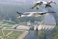 Пазл Журавли над замком
