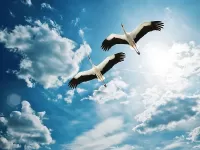 Пазл Аисты в небе