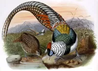 Пазл Алмазные фазаны