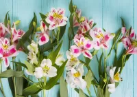 Пазл Альстромерия 