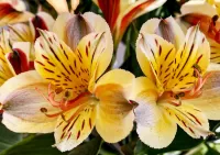 Пазл Альстромерия 