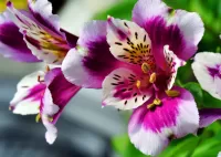 Пазл Альстромерия