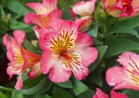 Пазл Альстромерия 