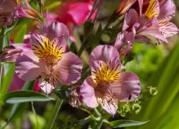 Пазл Альстромерия 