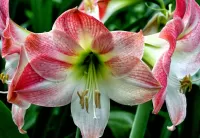 Пазл Амариллис 