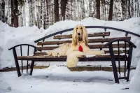 Пазл Амилла