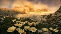 Пазл Anemones in the Dolomites
