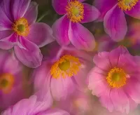 Пазл Анемоны в дымке