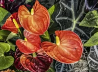 Пазл Антуриум