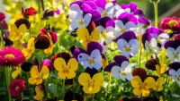 Пазл Анютины глазки