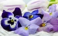 Пазл Анютины глазки