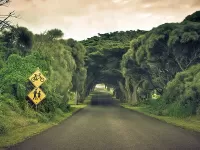 Пазл Арка из деревьев