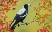 Пазл Австралийская сорока