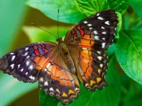 Пазл Бабочка 