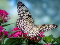 Пазл Бабочка