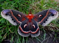 Пазл Бабочка