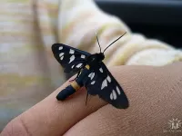 Пазл бабочка