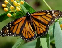 Пазл Бабочка 