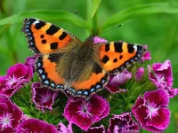 Пазл Бабочка на гвоздике