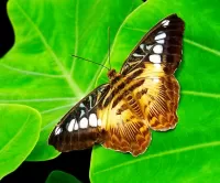 Пазл Бабочка репейница