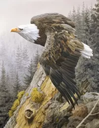Пазл Bald Eagle