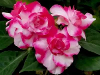 Пазл Бальзамин