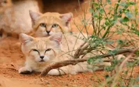 Пазл Барханные кошки