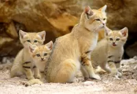 Пазл Барханная кошка