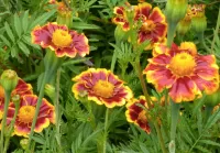 Пазл Бархатцы 