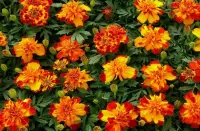 Пазл Бархатцы 