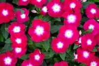 Пазл Барвинок