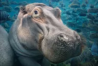 Пазл Бегемот под водой 