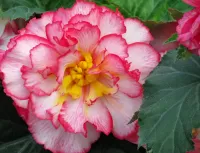 Пазл Бегония 