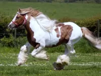 Пазл Бегущая лошадь