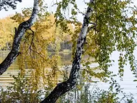 Пазл Две березки