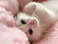 Пазл Белая кошка