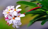 Пазл Белая плюмерия
