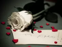 Пазл Белая роза