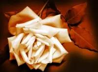 Пазл Белая роза