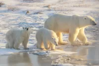 Пазл Белая семейка