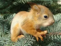 Пазл Бельчонок