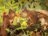 Пазл Беличьи посиделки