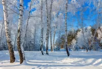 Пазл Белые берёзы