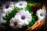 Пазл Белые герберы