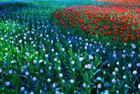 Пазл Белые и красные